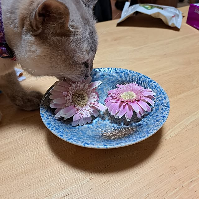 kiyohima229さんの部屋