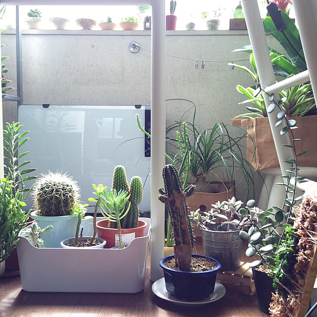 部屋全体/多肉植物/観葉植物のインテリア実例 - 2017-08-27 09:21:28
