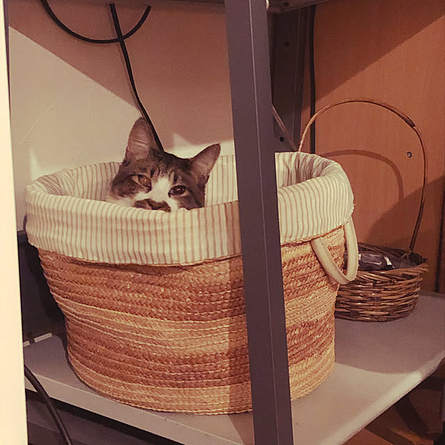 jijiさんの実例写真