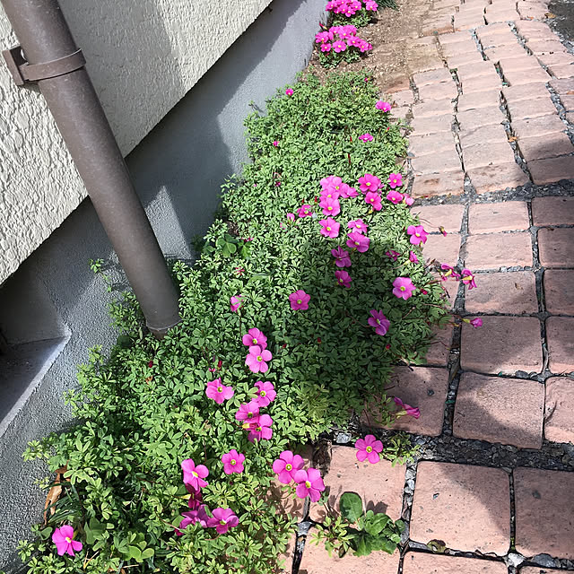 miporinさんの実例写真