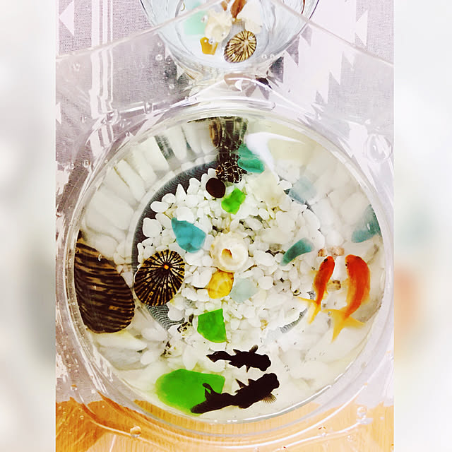 縁日金魚/赤と黒/金魚すくいしました。/シーグラス/貝殻...などのインテリア実例 - 2018-08-15 11:57:14