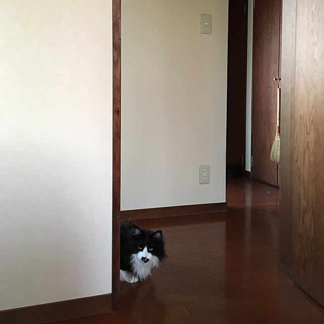 shigimiさんの実例写真