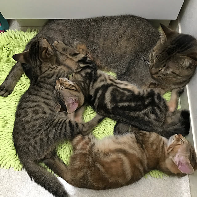 pepeさんの実例写真
