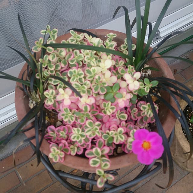 nkmapr.happyさんの実例写真