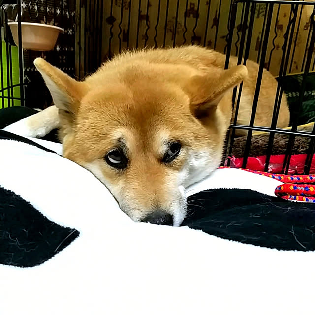 nanaさんの実例写真