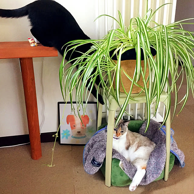 nanaさんの実例写真