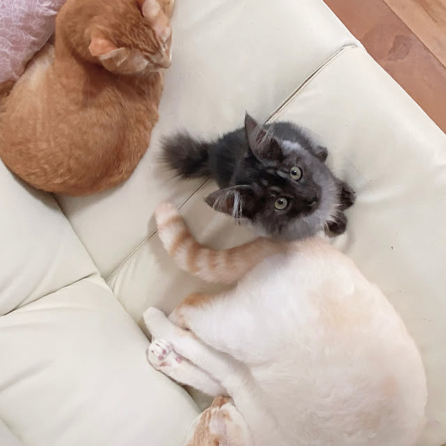 guriさんの実例写真