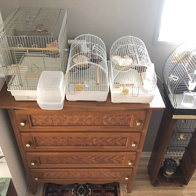 oiseauxさんの部屋