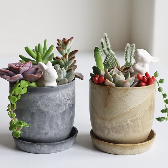 多肉植物 陶器鉢のおすすめ商品とおしゃれな実例 | RoomClip 多肉植物 陶器鉢のおすすめ商品とおしゃれな実例 | RoomClip