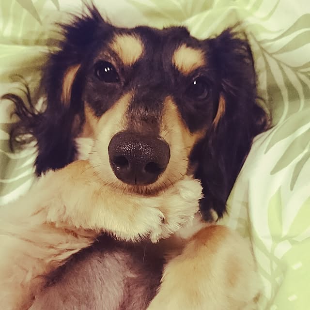 cocosorasakuさんの実例写真