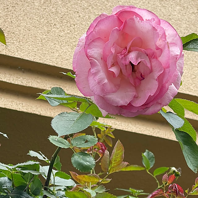 asako.10さんの部屋