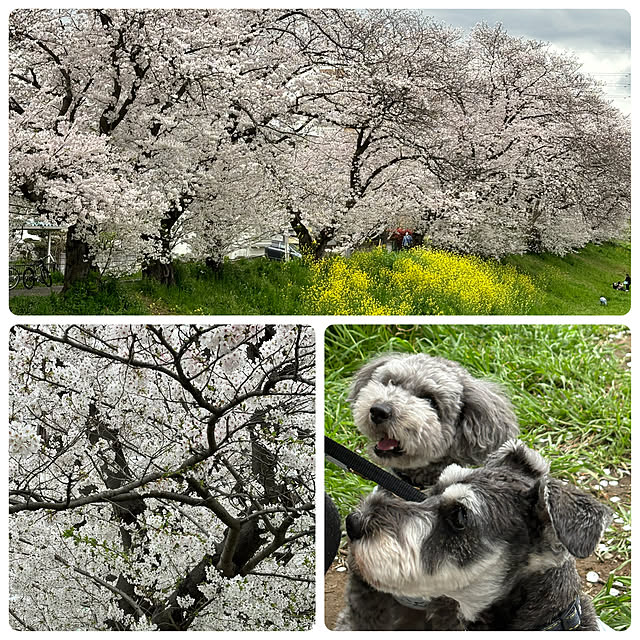 部屋全体/お友達/いいね！コメントありがとうございます☆/菜の花/さくら...などのインテリア実例 - 2024-04-20 19:39:56