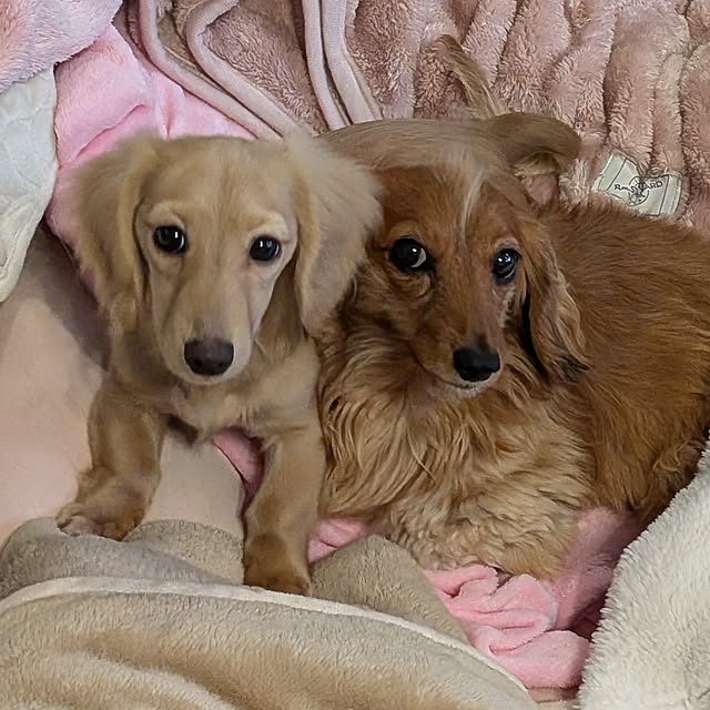 ponchanさんの実例写真