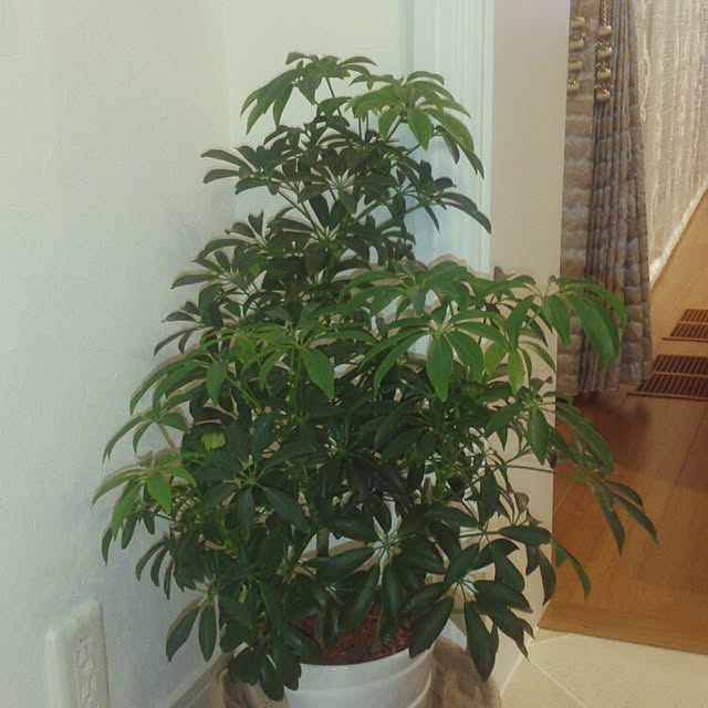 tomatoさんの実例写真