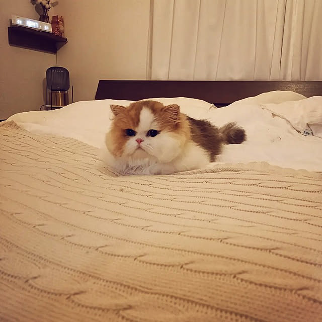amutantanさんの実例写真