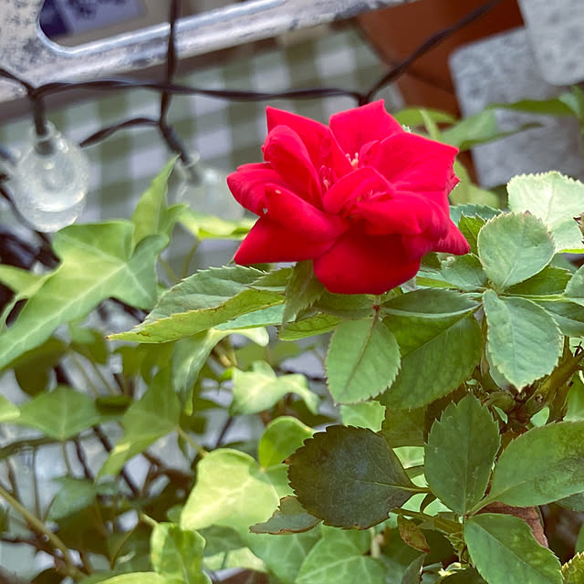 madamkaoriさんの部屋