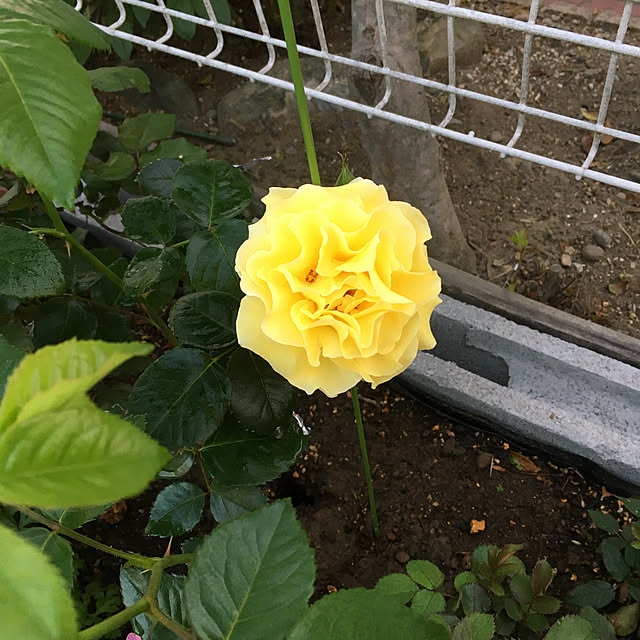 uraraさんの実例写真