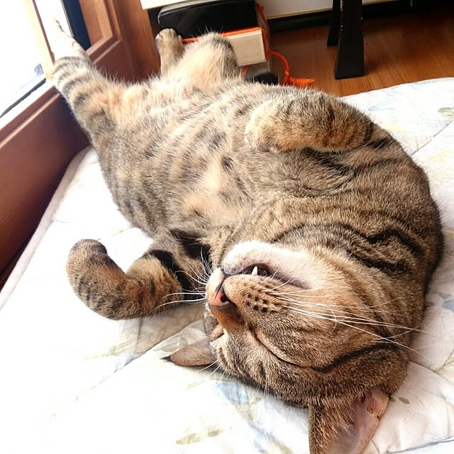 riroさんの実例写真
