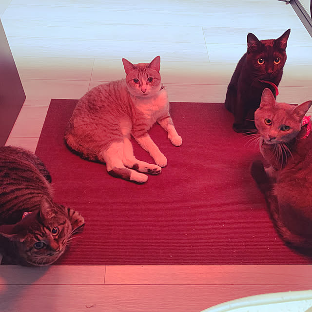 実例写真