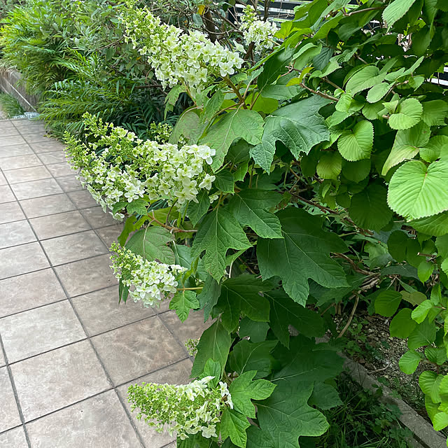 kuikoさんの部屋