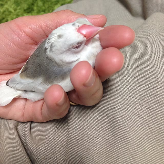 chiyaさんの実例写真
