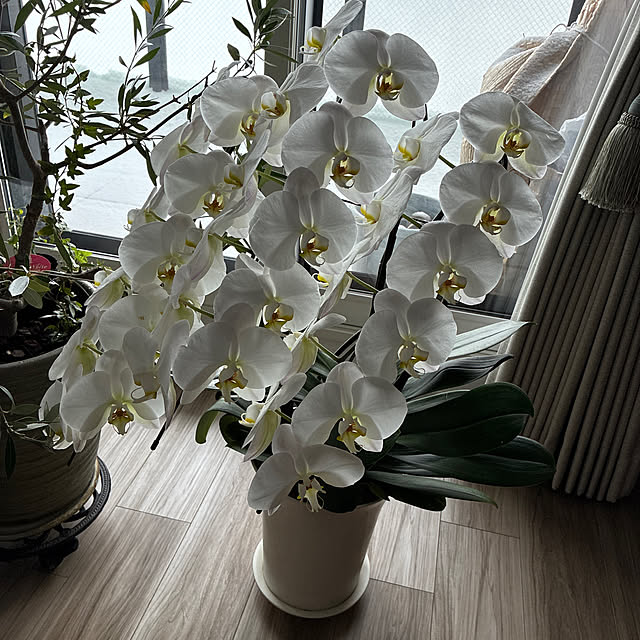 snowmamさんの実例写真