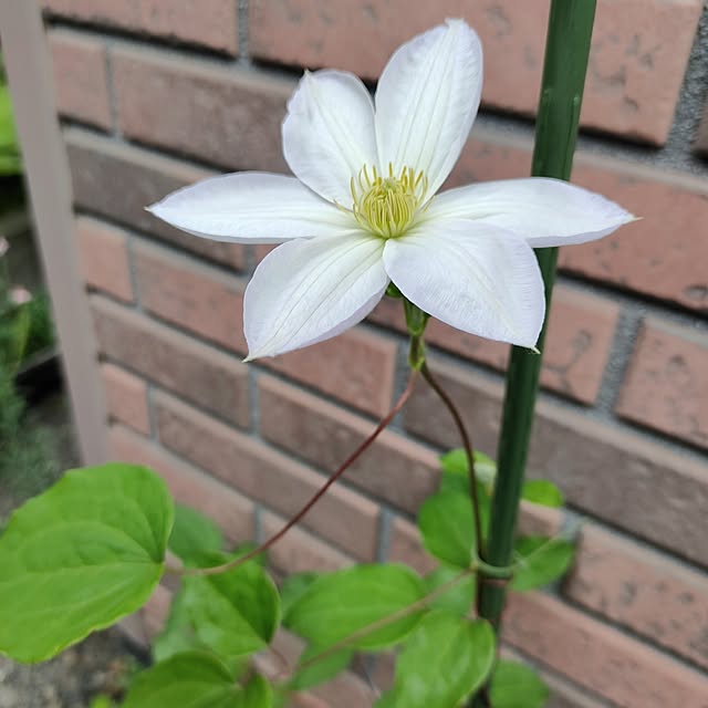 kiraさんの部屋