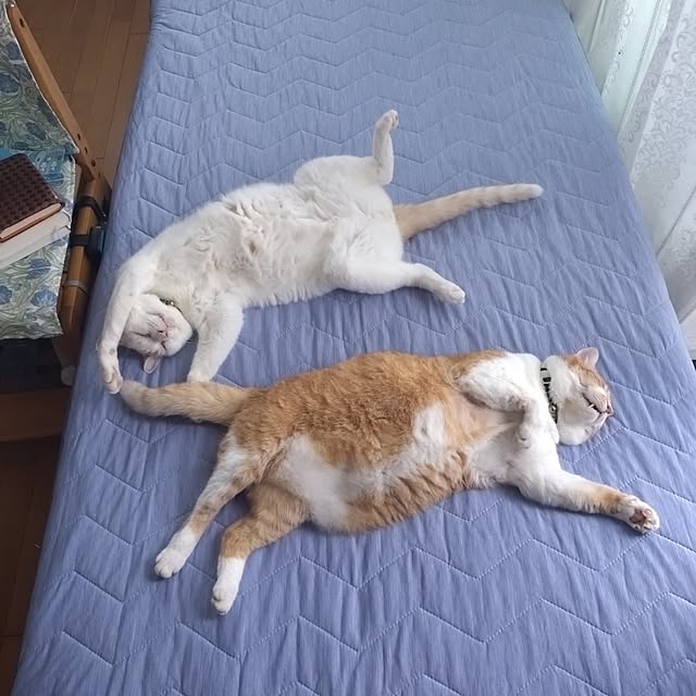 NOAHさんの部屋