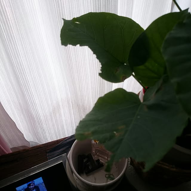 putih0328さんの実例写真