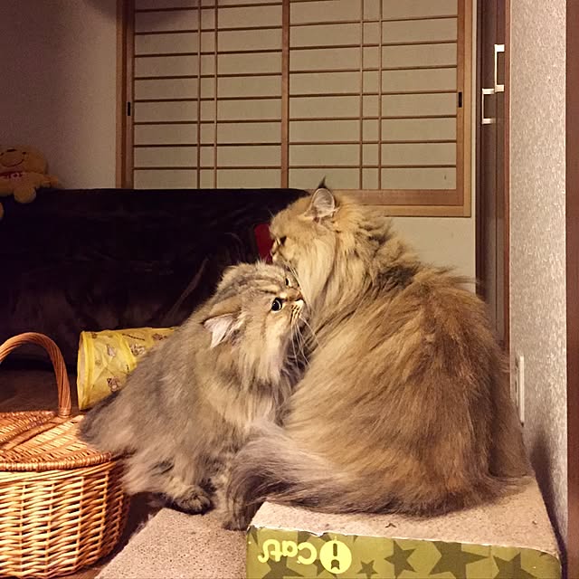 butachanさんの実例写真