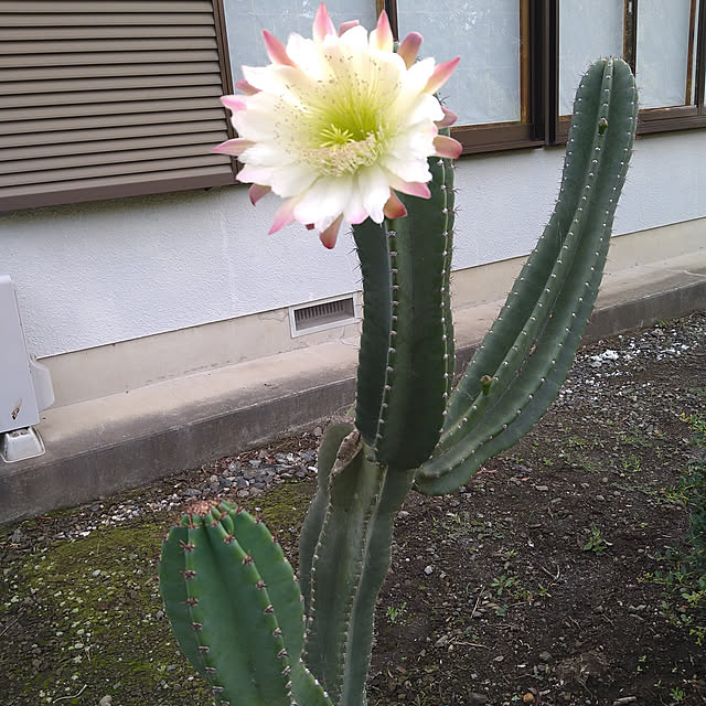 goLOVEさんの実例写真