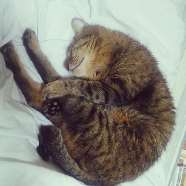 kittenblueさんの実例写真