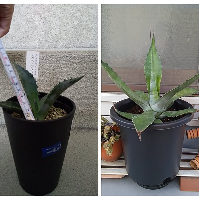 mikeさんの実例写真