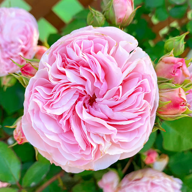 HappyRoseさんの実例写真