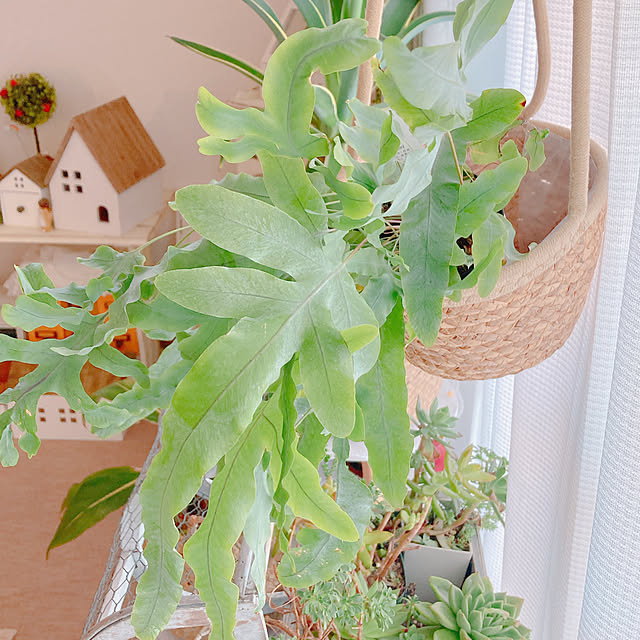 Hanakaさんの部屋