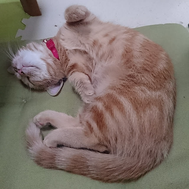 shinobuさんの実例写真