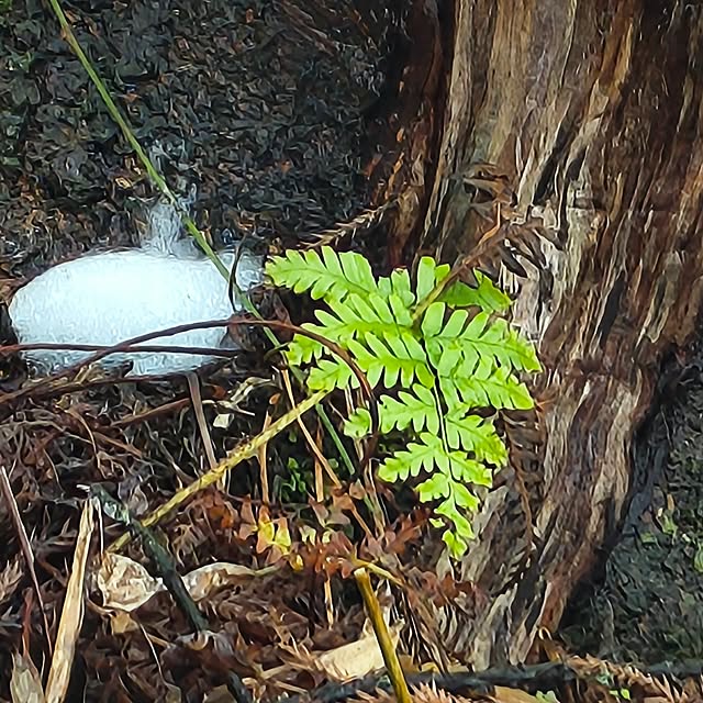 Rubiconさんの実例写真