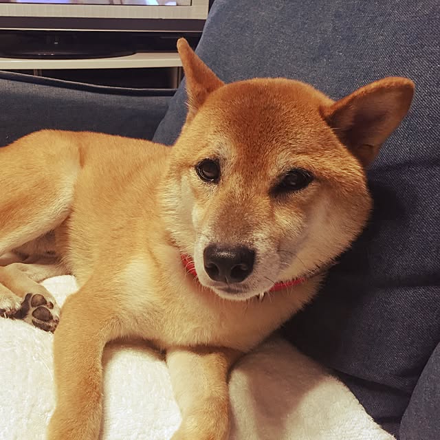 shibaさんの実例写真
