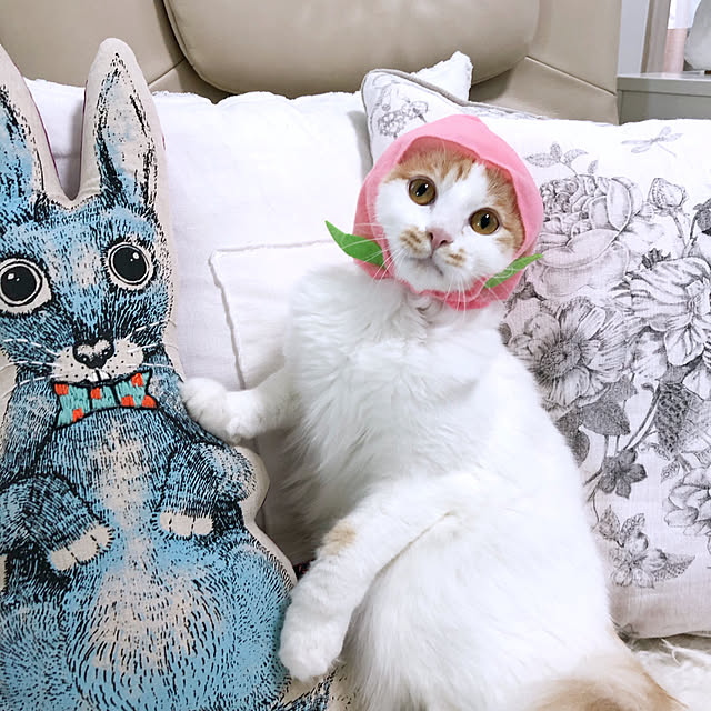 yuchiさんの実例写真
