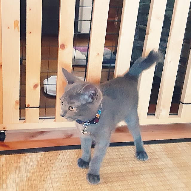 meguさんの実例写真