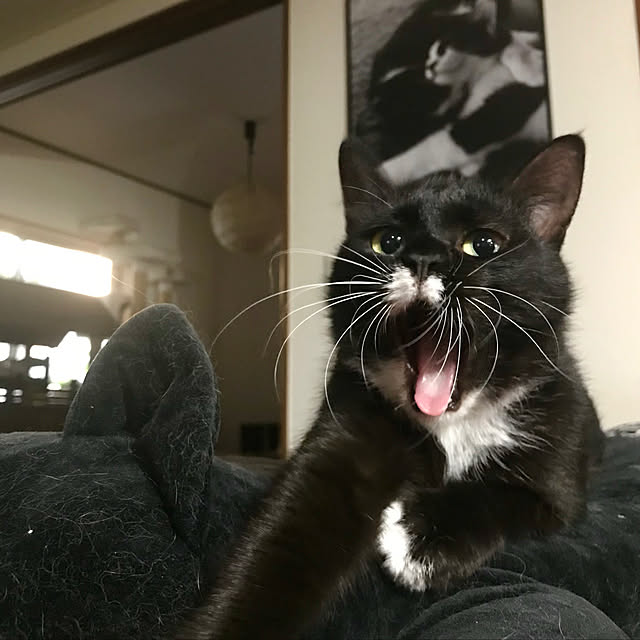 butachanさんの実例写真