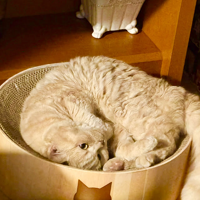 naokoさんの実例写真