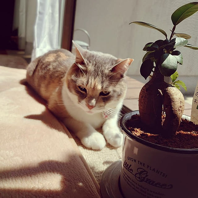 fukuさんの実例写真