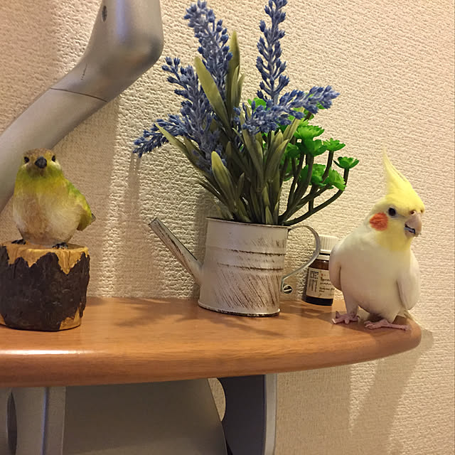 toratanさんの実例写真