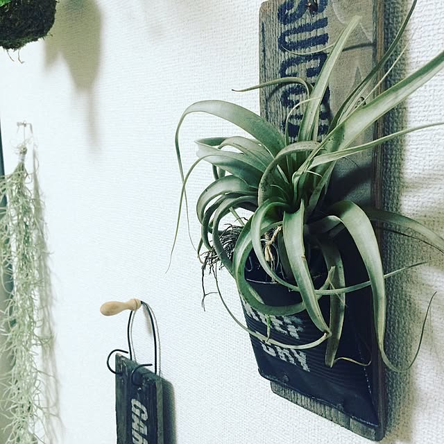 cactusさんの実例写真