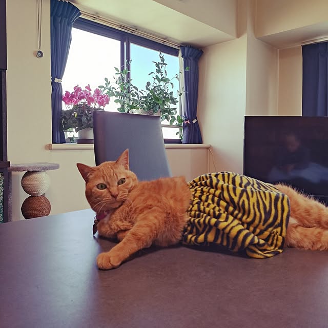 NOAHさんの部屋