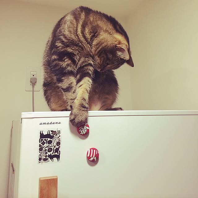 mikomaruさんの実例写真