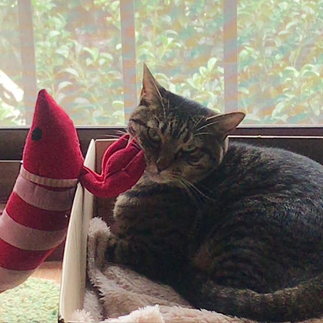 maruさんの実例写真