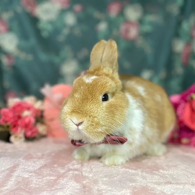 aiさんの部屋