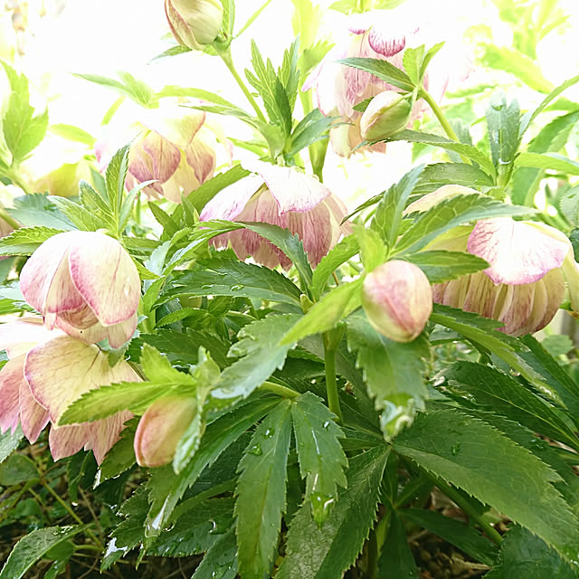 fleur-mamanさんの実例写真